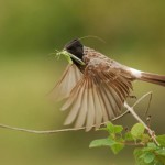 Red  Vented bulbul