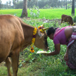 Mottu Pongal: Women offers  festival food to her cattle - Tamil Nadu.