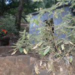 Anjani Mata Temple